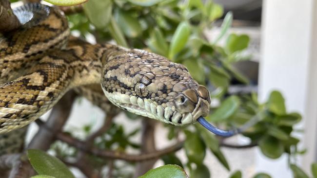 This Morelia spilota mcdowelli was spotted by a pool maintenance worker inside the pool pump. It was a memorable job as Mr Brown’s arms were covered in blood when he finally managed to get the snake out. It was injured and had abscesses which burst, so he spent months rehabilitating the reptile.