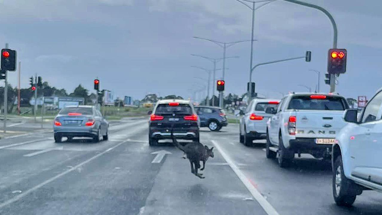 Kerry Doughty captured this photo of a kangaroo in peak hour on the Surf Coast Highway at Armstrong Creek this morning. Photo: Facebook