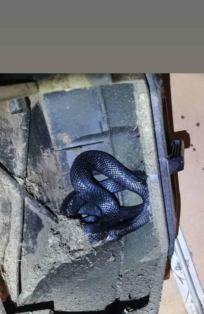 The red-bellied black snake found in the lawnmower, in the garden shed.