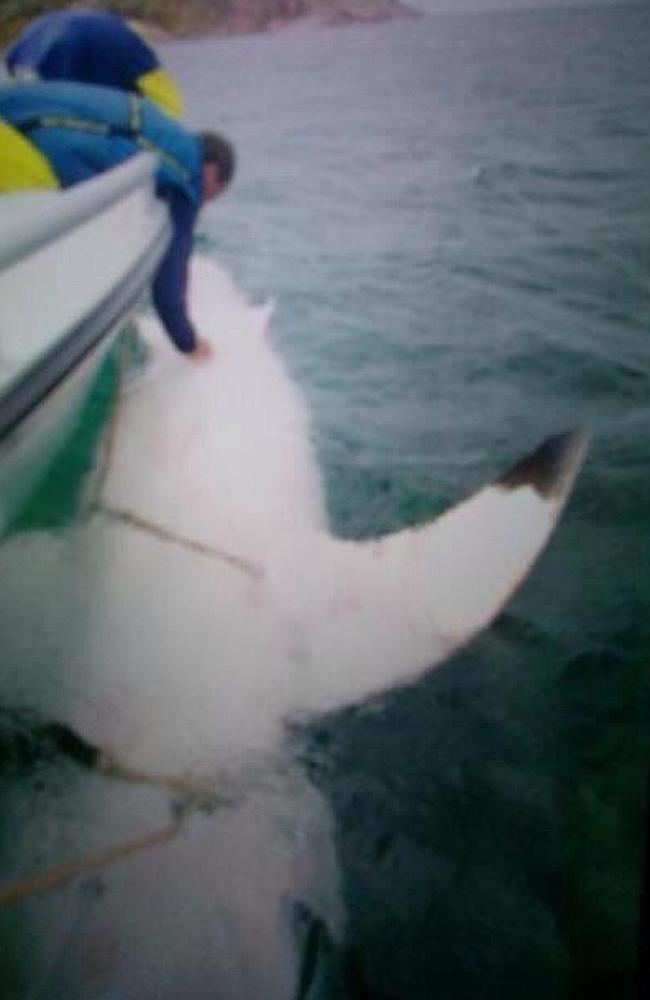 Beat that ... the 5-metre great white shark lurking in WA’s south coast. 