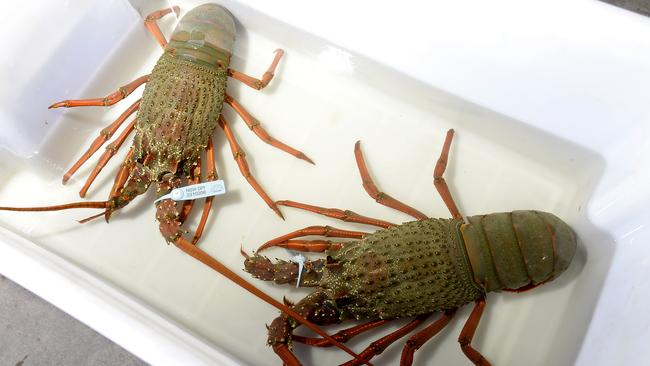 Report identifies abalone, rock lobster as among fish species most ...