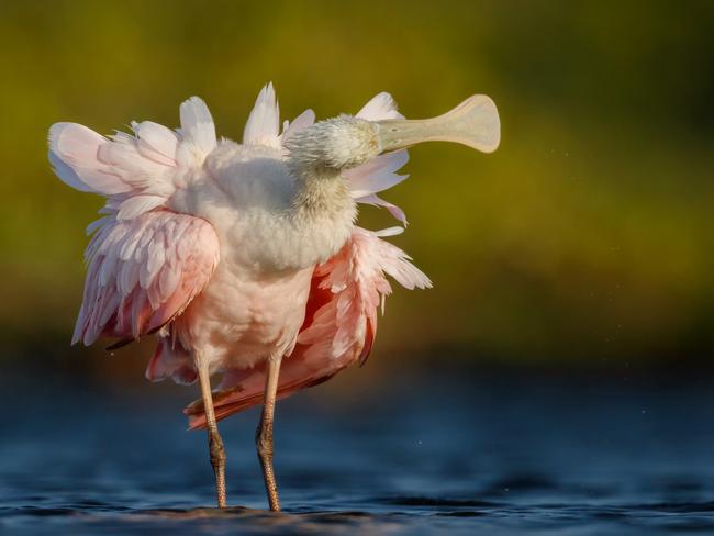 After preening, the spoonbills shake their bodies and make some funny poses, according to the photographer. Picture: Petr Bambousek/ Bird Photographer of the Year