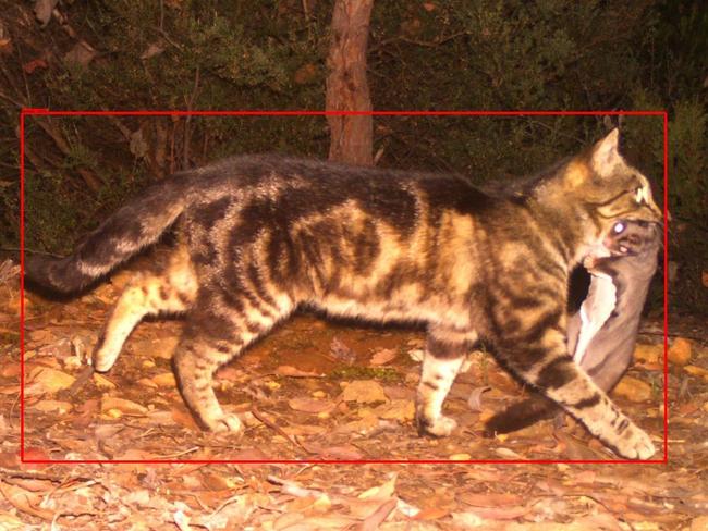 Fur flies over dog-eat-cat strategy as Queensland goes feral, alone