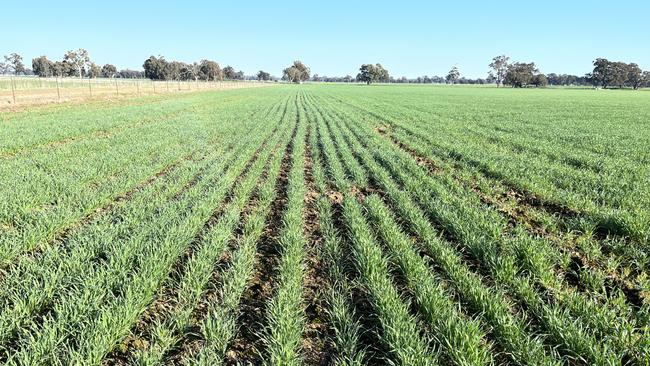 A crop of Boree wheat at Aintree Park at Brocklesby in southern NSW owned by Justin Everitt, chairman of the NSW Farmers grains committee. Picture: Nikki Reynolds