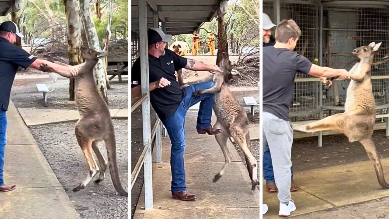 kangaroo fighting human