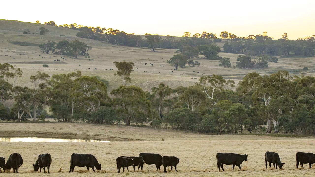 Lenders are owed millions on cattle properties connected to Sam Mitchell. Picture: Zoe Phillips