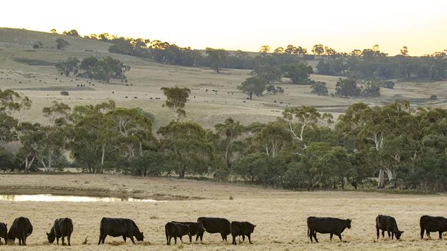 Lenders are owed millions on cattle properties connected to Sam Mitchell. Picture: Zoe Phillips