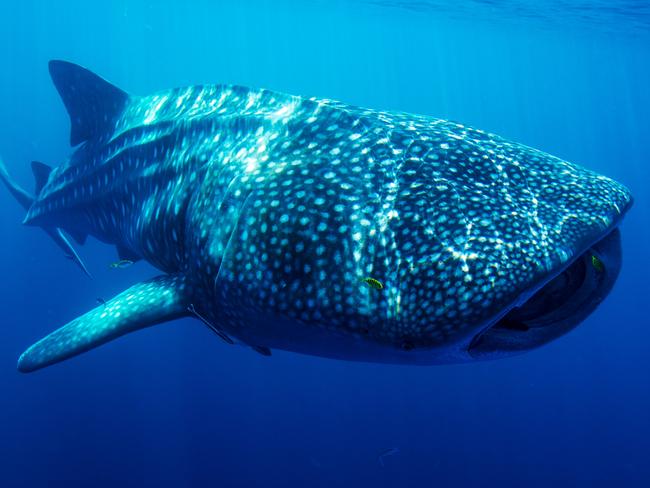 An inquisitive juvenile male whale shark photographed during CSIRO research. Picture by Dr Richard Pillans