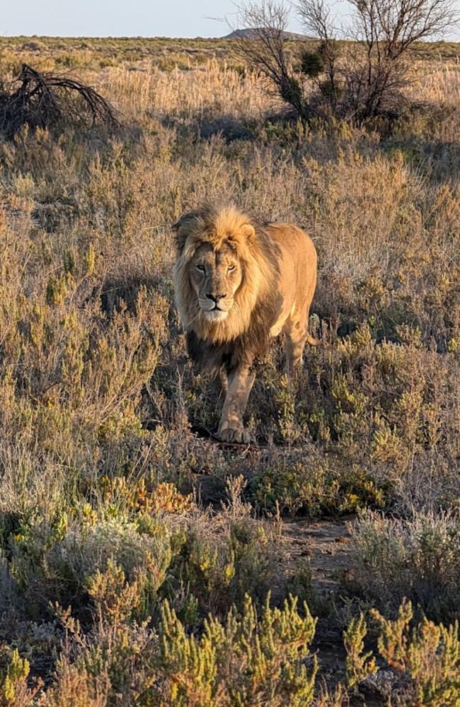 It is home to South Africa’s iconic Big 5 animals – lion, elephant, rhino, buffalo and the elusive Cape leopard. Picture: News.com.au