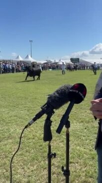 Bleijie's close shave at Beef Week