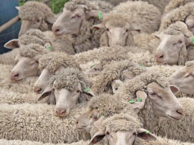 Karbullah Poll Merinos at Goondiwindi, QLD.