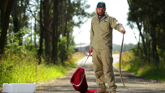 Snakes Catcher Rob Ambrose has just caught two eastern brown snakes at Rouse Hill.