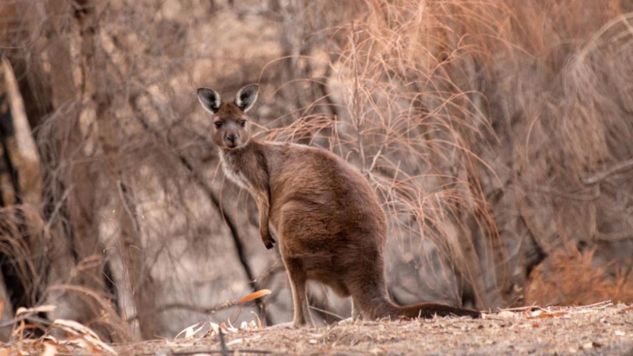 Animals bushfires have impacted up to three billion animals. Picture: WWF