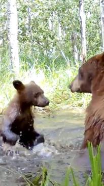 Adorable bear cubs ruin their mums "me" time