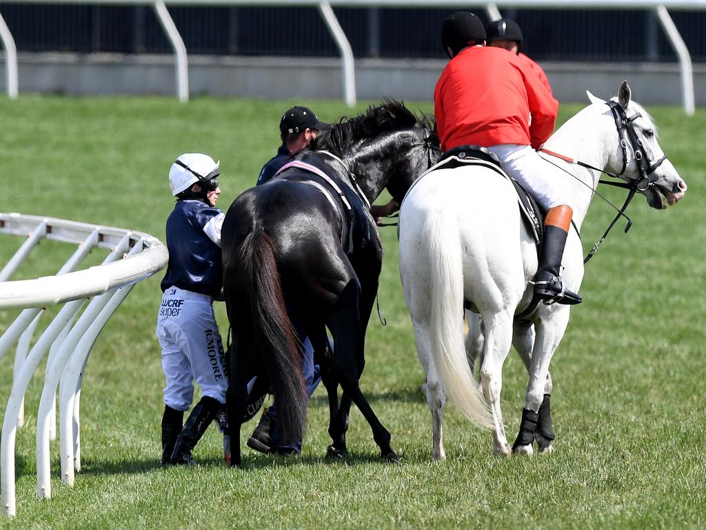 The CliffsofMoher is assisted by a race steward. (AAP Image/Dan Himbrechts)