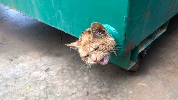 Melbourne Fire Brigade firefighters rescued a cat which became stuck in a skip bin at Cheltenham. Photo: MFB