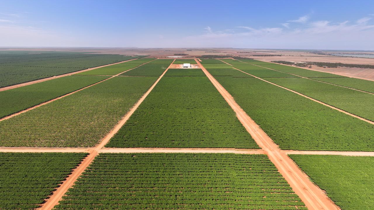 $75-$85m offers tipped for Americans’ SA vineyards