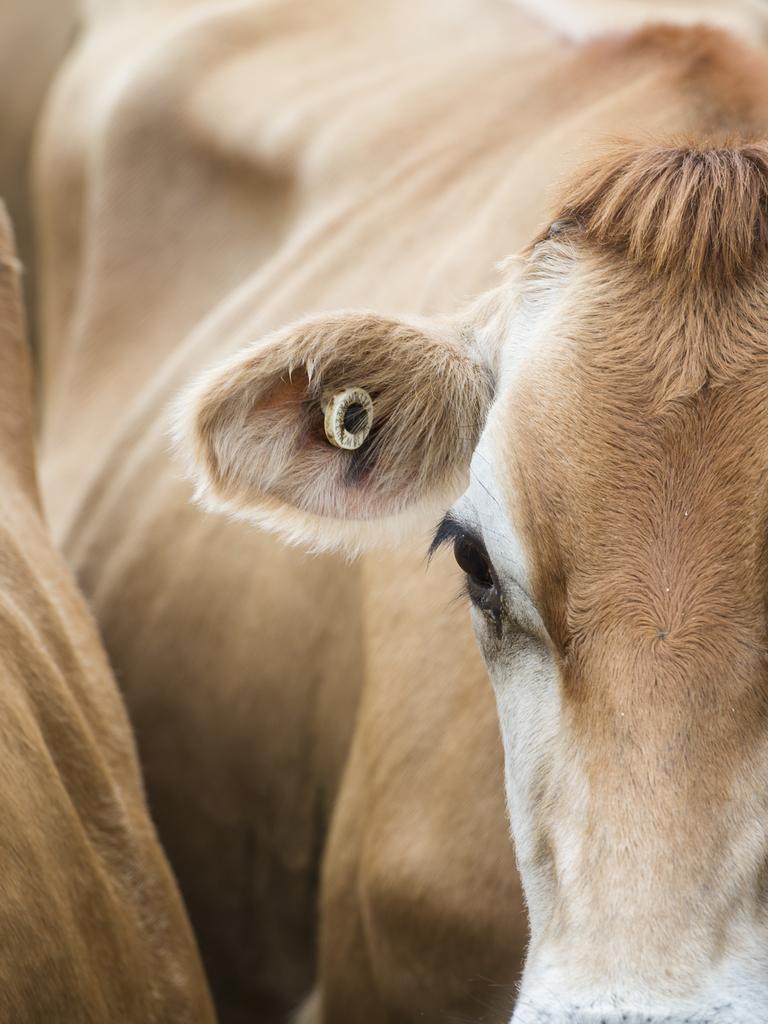 A gentle Jersey close up. Picture: Zoe Phillips