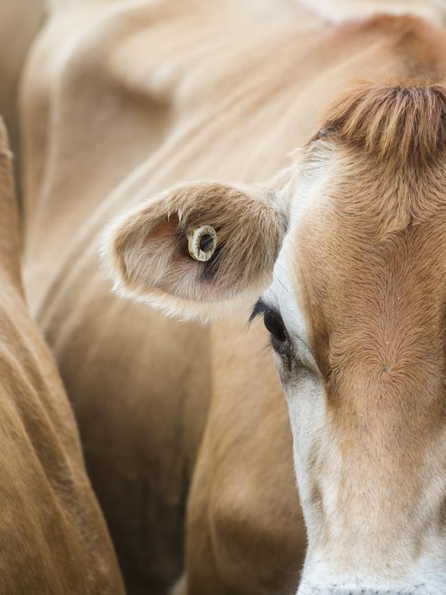 A gentle Jersey close up. Picture: Zoe Phillips