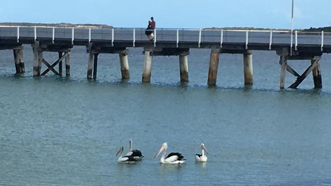 Pelicans in front of the Tumby Bay jetty. Picture: Paul Starick