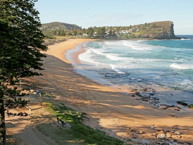 The seal was found at the northern end of Avalon Beach.