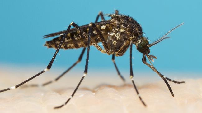 The saltmarsh mosquito, Aedes vigilax, which often impact the Gold Coast.