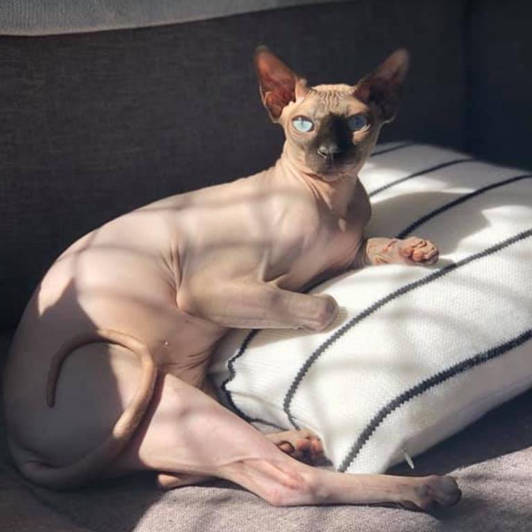 Mr Bing - catching some rays on his new cushion. Picture: Jess Stevenson. Coolest Cat photo competition. Quest Community News and Courier Mail NL/PR