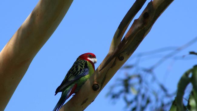 Eastern rosella feeding in a lemon-scented gum tree. Photo by Dale Turner