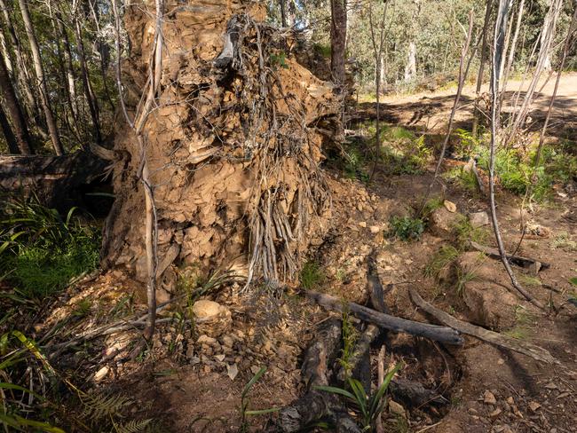 Police and forensics found the remains of Russell Hill and Carol Clay 7km from Dargo High Plains Rd. Picture: Jason Edwards