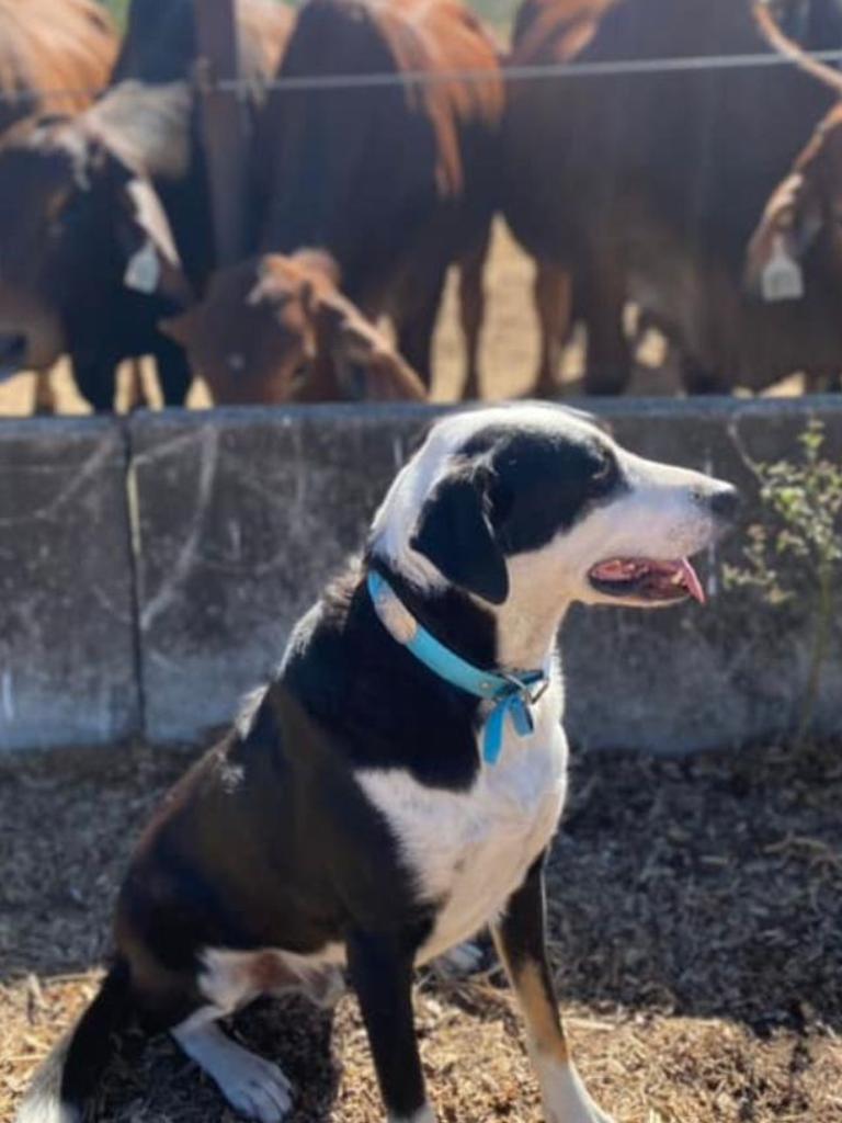 queensland-s-50-best-farm-dog-nominees-2023-the-advertiser