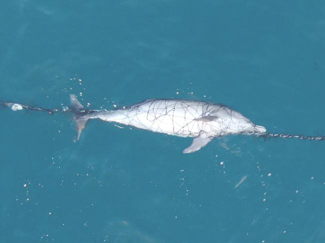 A dolphin was found dead in a shark net off popular Bronte Beach. Picture: Drone Shark App