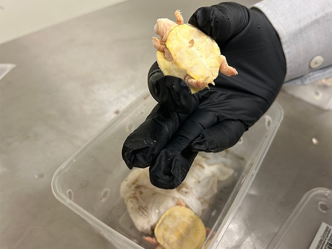 Jesse Sayeg appeared in Caloundra Magistrates Court this week, where he admitted to three offences related to the illegal importation of live tortoises and turtles. Picture: DAFF