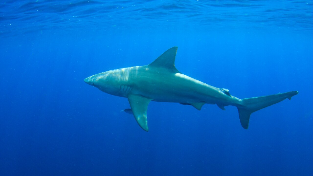 Bull sharks 'more abundant' in Sydney Harbour during summer and autumn