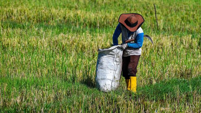 A farmer harvests rices from a paddy field at Peukan Bada in Indonesia's Aceh province. Picture: AFP