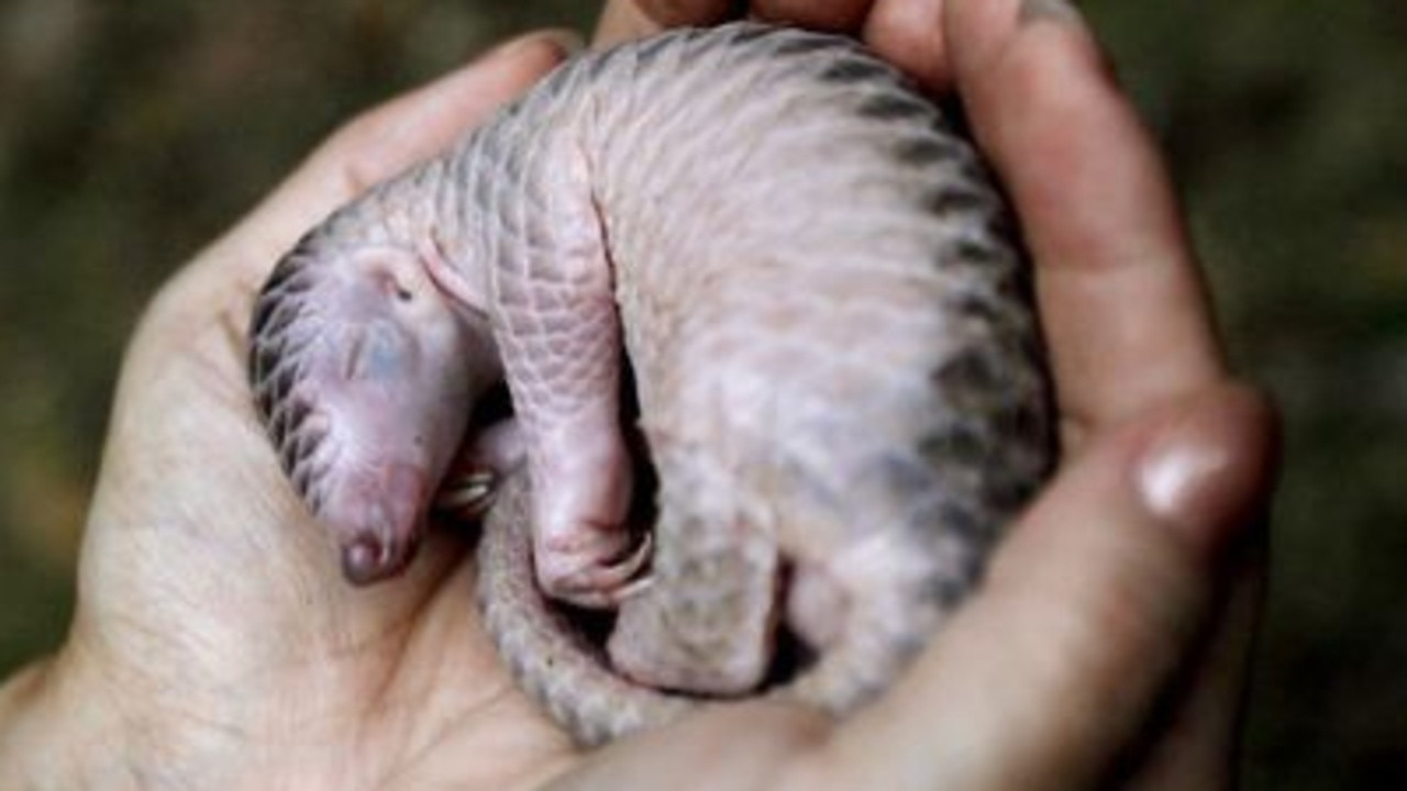 Pangolins are the most trafficked mammal in the world.