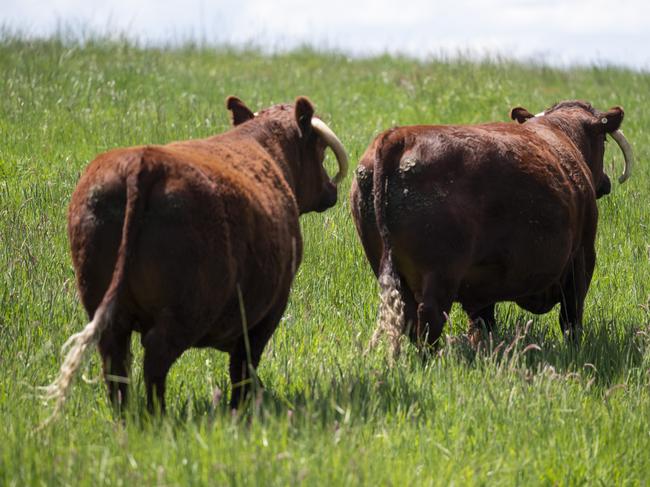 Cattle producers Jon and Catherine Braddock on their Braidwood property “Koolewong”. Picture: Martin Ollman