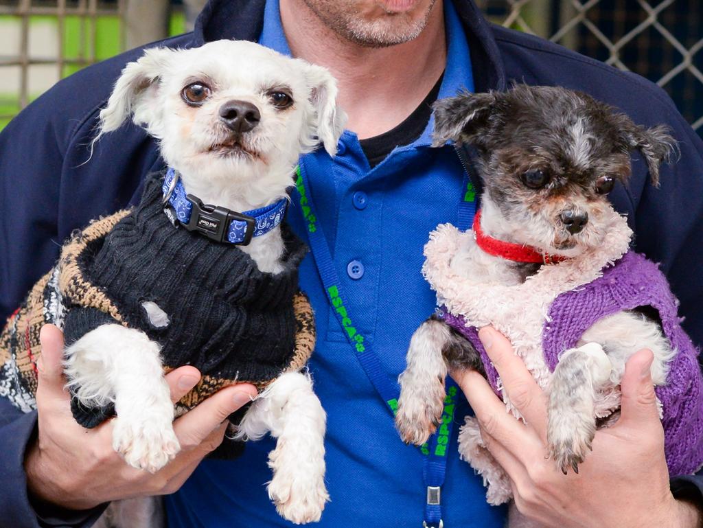 Dizzy and Lemon after their rescue. Picture: RSPCA