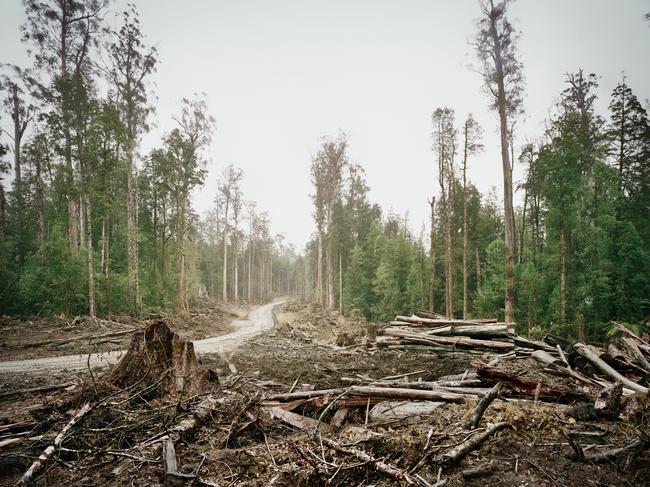 Old growth forest in Tasmania, Australia. Old growth deforestation in the Upper Florentine, 70 KM from Hobart. Deforestation accounts for around 15% of global greenhouse gas emissions.  Curbing deforestation and restoring forests are a key means of avoiding dangerous climate change.Copyright Michael Hall