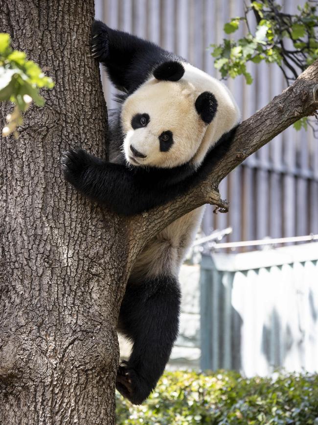 Giant Panda Yi Lan made her public debut at Adelaide Zoo in January. Picture: Brett Hartwig