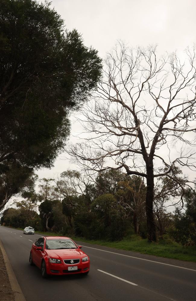 A large dead tree hanging over the Bellarine Highway Moolap. Picture: Alison Wynd