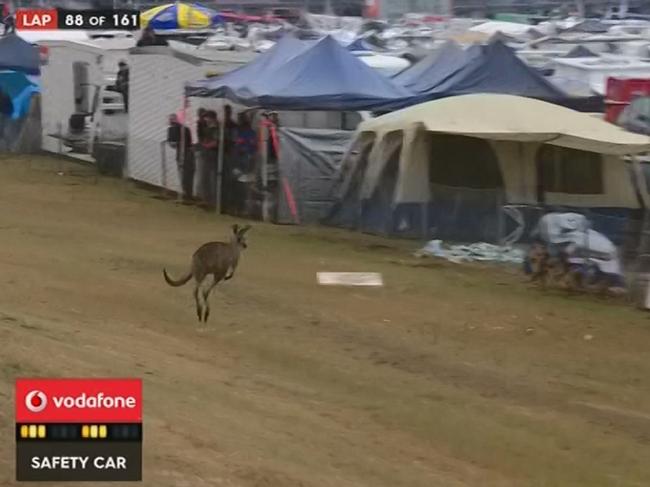 Skippy also feels the need for speed. Kangaroos are an exceptionally Australian hazard at Mount Panorama.