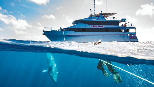 Mike Ball Dive Expeditions’ dive boat Spoilsport is a 30m, twin-hull vessel that accommodates 28 guests. Picture: Jemma Craig