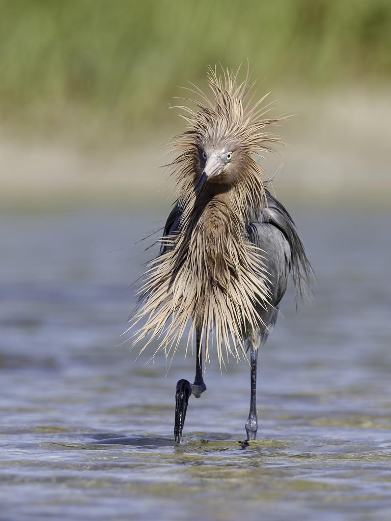 Covid Hair, Reddish Egret, Fort Desoto, Florida, US. Picture: © Gail Bisson/Comedy Wildlife Photo Awards 2020