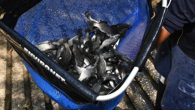 Some of the 40,000 fish released into Manton Dam. Picture Katrina Bridgeford