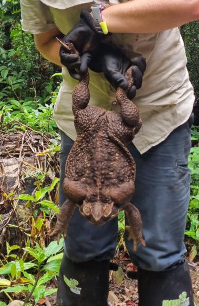 "Toadzilla" was found in a North Queensland national park. Photo: Department of Environment and Science