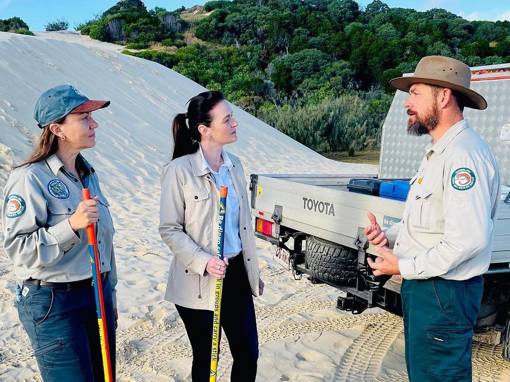 Dingo pack leader killed after attacking a jogger on a popular