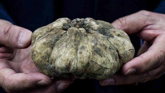 A white truffle is held in the Morra Truffles Shop in Alba, near Turin, north-western Italy. Picture: AFP
