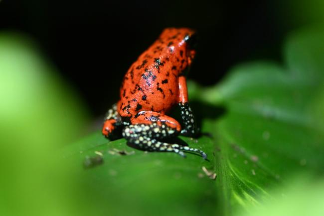 A devil poison frog (Oophaga sylvatica), also known as kiki, is pictured at the Tesoros de Colombia (Treasures of Colombia) sustainable farm in Nocaima, Cundinamarca department, Colombia, on July 9, 2024. Hundreds of exotic frogs are bred in a sustainable farm to then be sold to foreign collectors as a "practical solution" against their illegal trafficking.