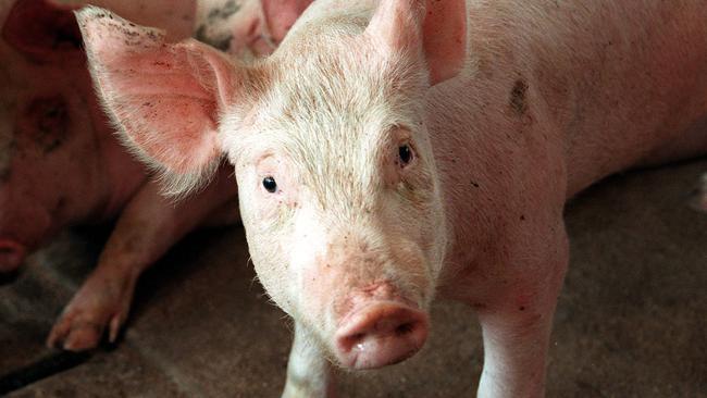 The Pig Services Centre at Bendigo has reopened.