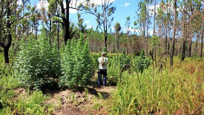 A woman has been found not guilty of manicuring marijuana crops uncovered growing in Gympie region national parks. Picture: Contributed